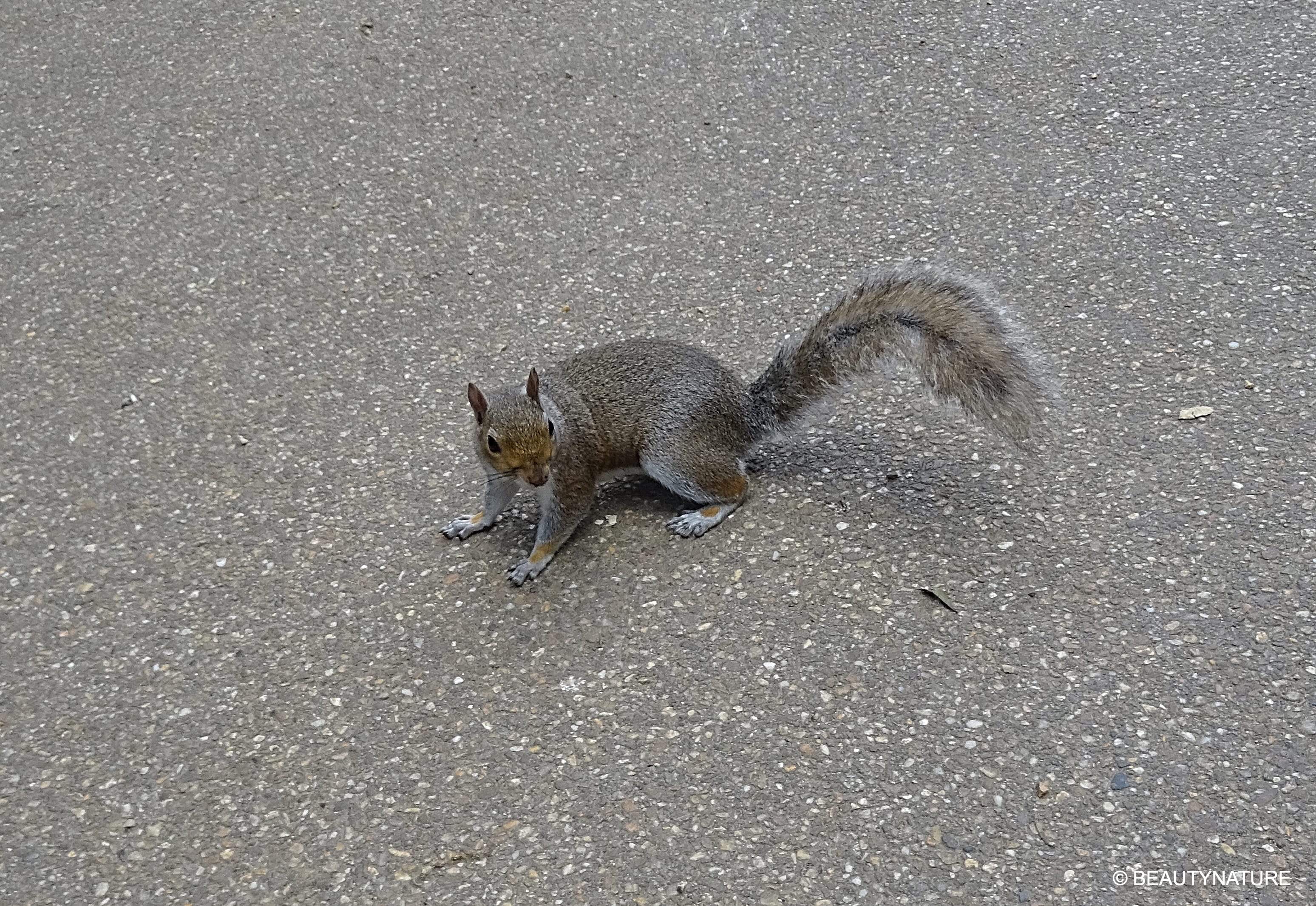 London Eichhörnchen-min