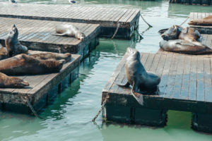 San Francisco City Guide Pier 39
