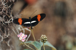 Cityguide Kopenhagen