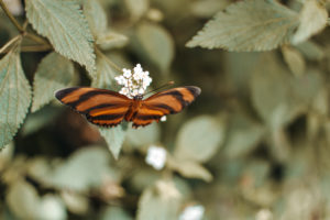 Cityguide Kopenhagen