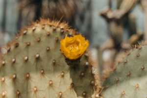 Cityguide Kopenhagen